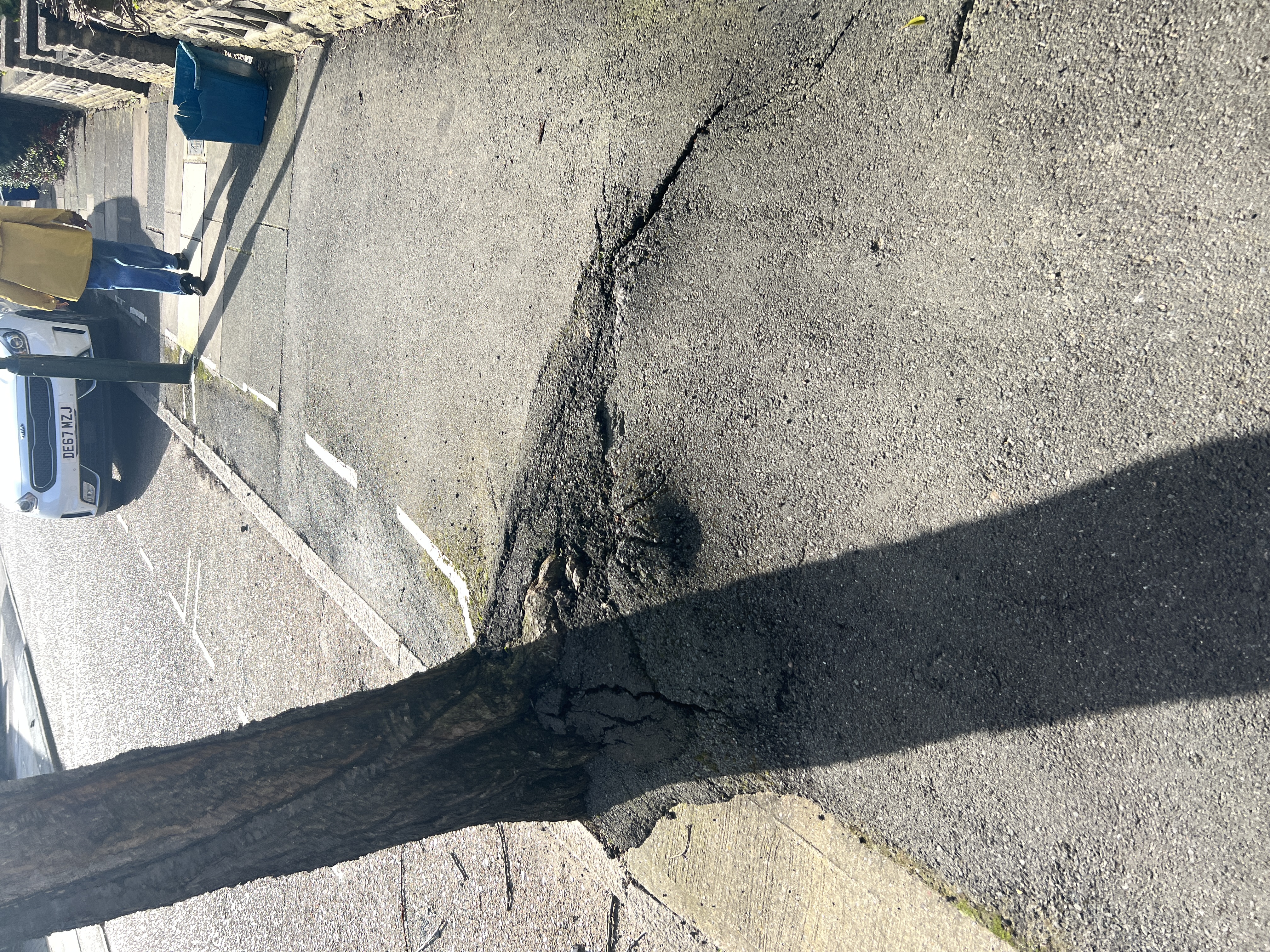 Asphalt surface distorted and raised by underlying tree root activity
