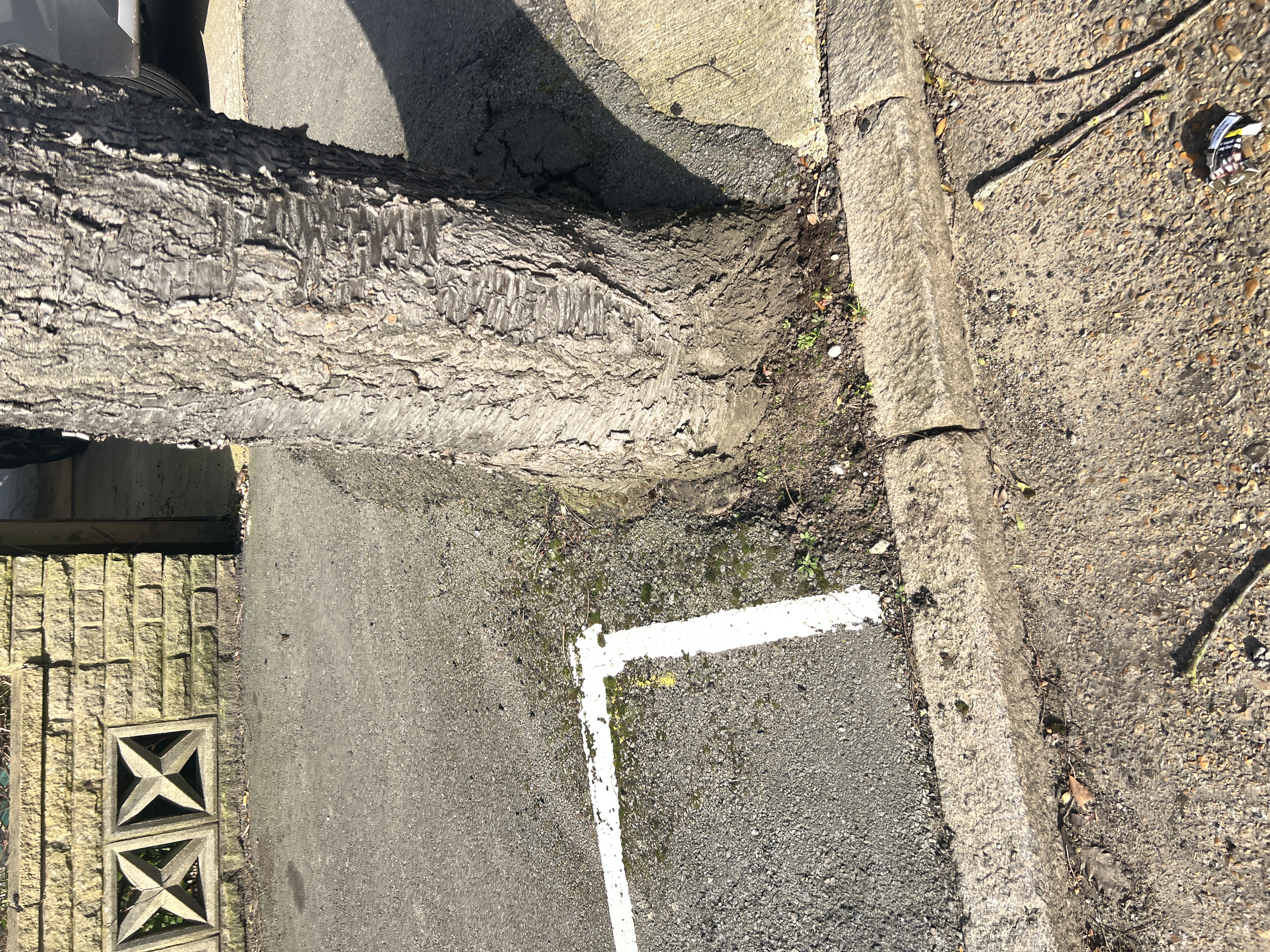 Asphalt surface lifted and cracked by tree root growth on a nearby street